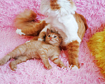 Кошки в Санкт-Петербурге: Рыжее солнышко котенок 1,5 мес.,девочка Девочка, 200 руб. - фото 6