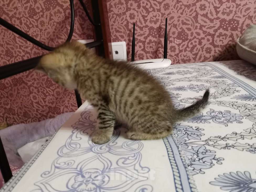 Кошки в Москве: Шотландские котята  Мальчик, 15 000 руб. - фото 4