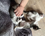Кошки в Химках: Отдам котенка Мальчик, Бесплатно - фото 3