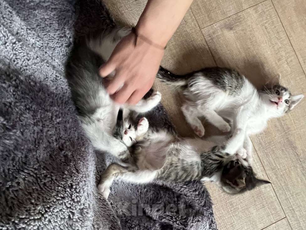 Кошки в Химках: Отдам котенка Мальчик, Бесплатно - фото 3