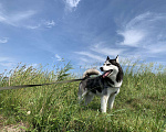 Собаки в Камне-На-Оби: Вязка, 1 000 руб. - фото 1