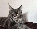 Кошки в Малмыже: Котята Мейн кун, 9 000 руб. - фото 5