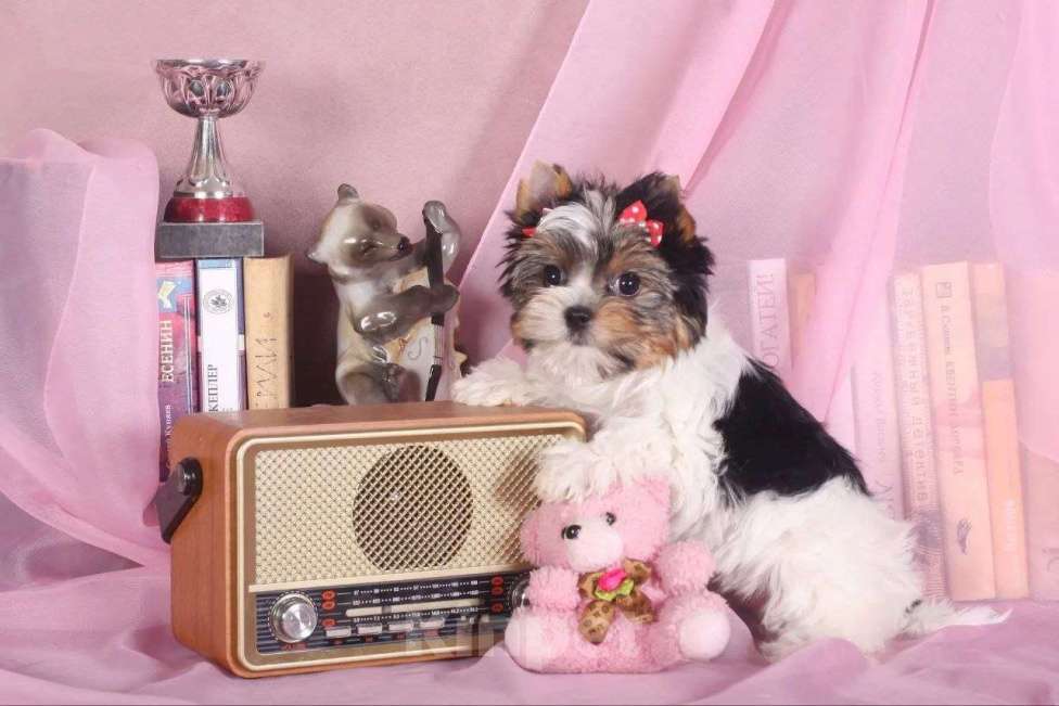 Собаки в Москве: Девочка Бивер Девочка, 90 000 руб. - фото 1