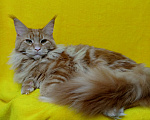 Кошки в Краснодаре: Котёнок мейн-кун Мальчик, 25 000 руб. - фото 3