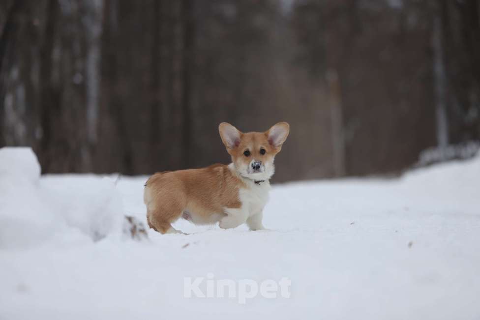 Собаки в Тюмени: Винтер Мистери Рублевский мажор Мальчик, 50 000 руб. - фото 3