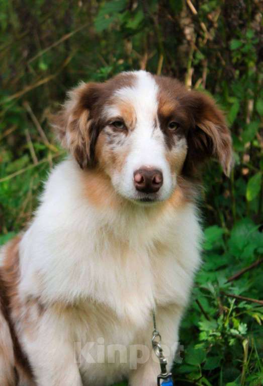 Собаки в Москве: Щенок Австралийской овчарки, Аусси  Мальчик, 75 000 руб. - фото 2
