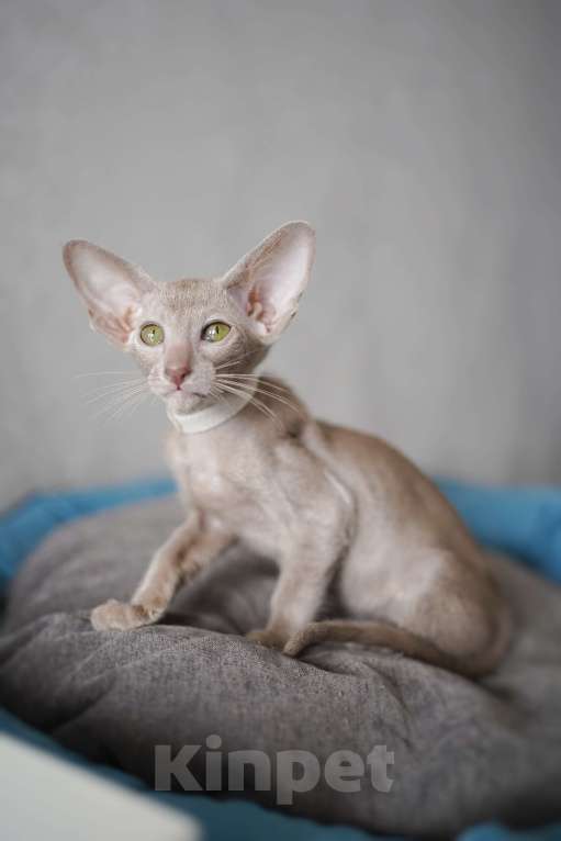 Кошки в Ростове-на-Дону: Ориентальная девочка лиловая Девочка, 60 000 руб. - фото 3