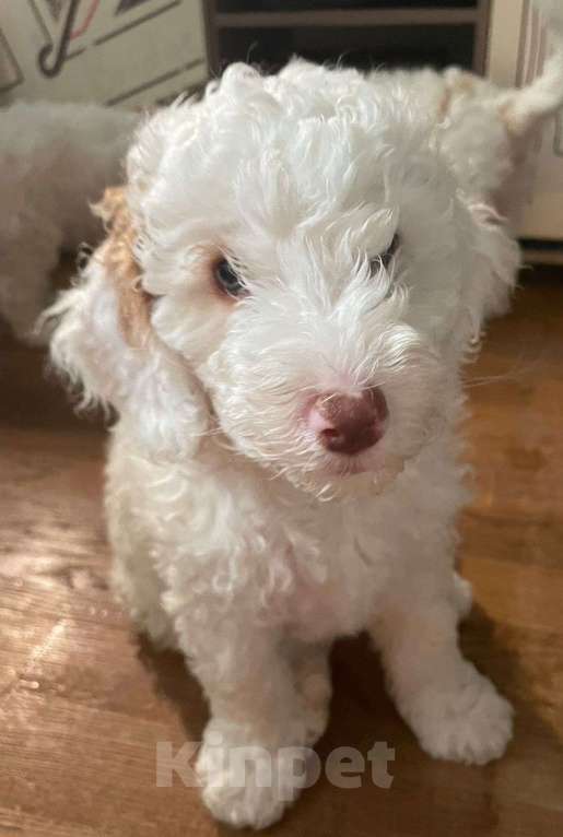 Собаки в Москве: Щенки метисы пуделя Мальчик, 1 000 руб. - фото 2