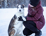 Собаки в Москве: Собака из приюта в добрые руки Девочка, Бесплатно - фото 5