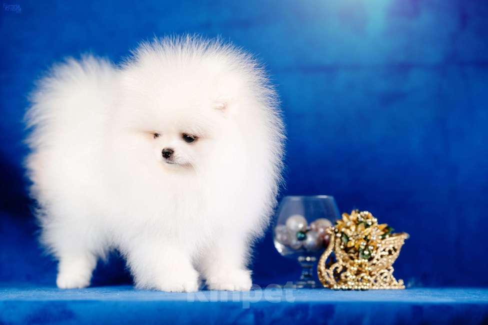 Собаки в Москве: мальчик бело кремовый Мальчик, 95 000 руб. - фото 5