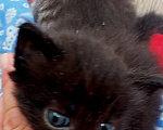 Кошки в Балашихе: Кот Мальчик, Бесплатно - фото 3