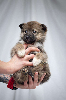 Щенок девочка в поиске семьи