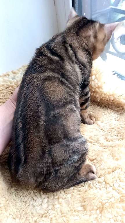 Кошки в Москве: Бенгальский мальчик Мальчик, 25 000 руб. - фото 4