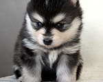 Собаки в Санкт-Петербурге: Мальчик помски Мальчик, 60 000 руб. - фото 3