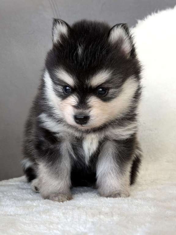 Собаки в Санкт-Петербурге: Мальчик помски Мальчик, 60 000 руб. - фото 3