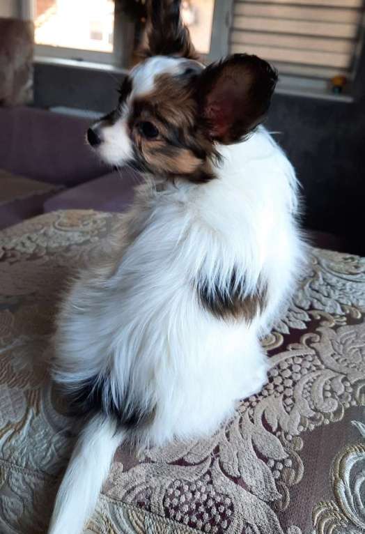 Собаки в Новокубанске: Щенок Папийона Девочка, 35 000 руб. - фото 6