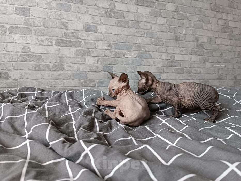 Кошки в Москве: Сфинксы канадские Мальчик, 9 000 руб. - фото 3