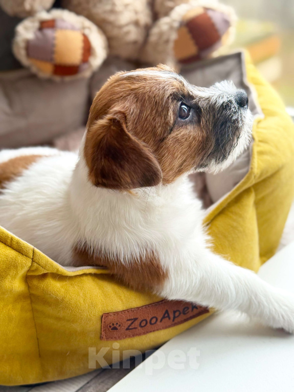 Собаки в Санкт-Петербурге: Кобель Джек Рассел терьера  Мальчик, 80 000 руб. - фото 8