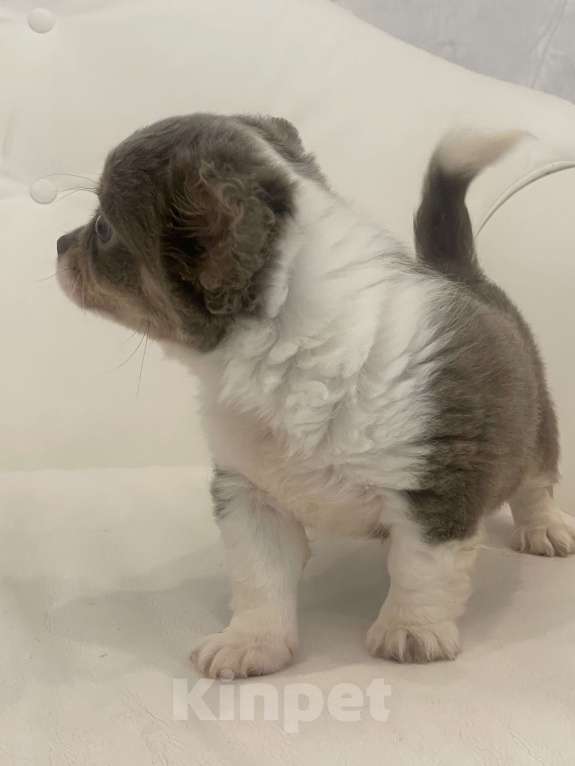 Собаки в Санкт-Петербурге: Лилово подпалый мальчик Мальчик, 40 000 руб. - фото 3