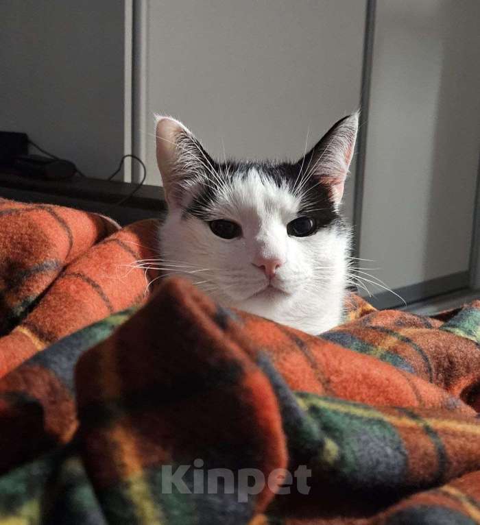 Кошки в Санкт-Петербурге: Отдам котика Кузю Мальчик, Бесплатно - фото 2