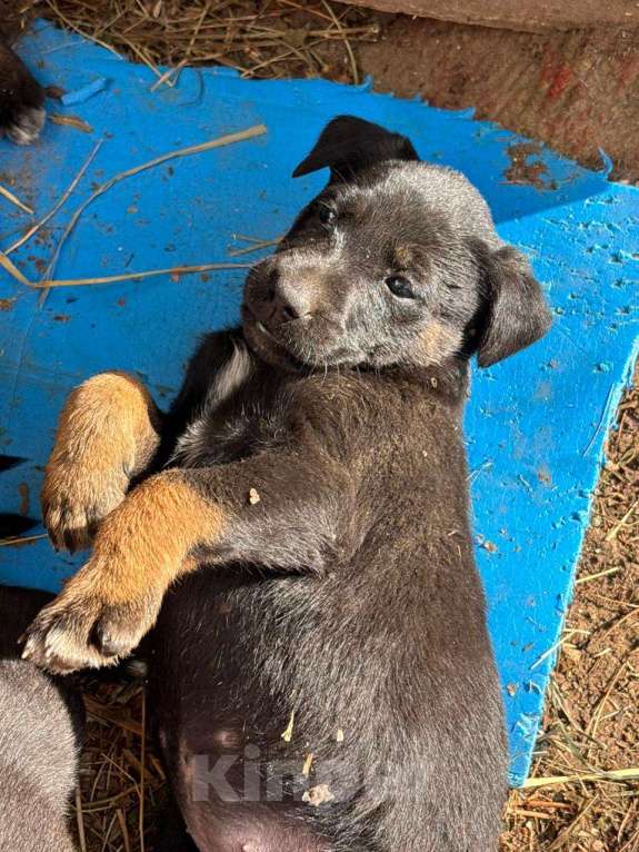 Собаки в Москве: Щенок 1,5 месяцев девочка в добрые руки  Девочка, Бесплатно - фото 5