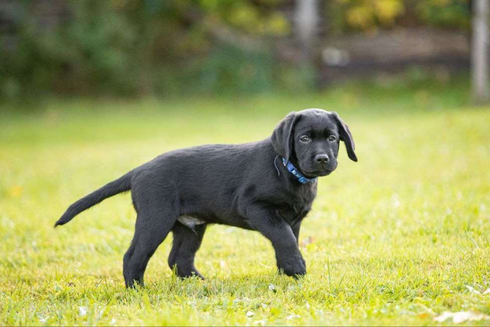Собаки в Санкт-Петербурге: Продам породистых щенков лабрадора с родословной Мальчик, 70 000 руб. - фото 4