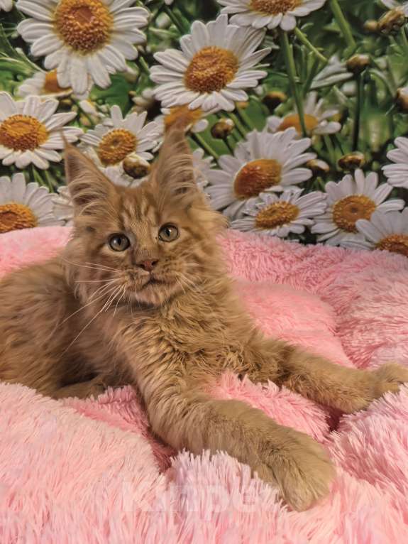 Кошки в Звенигороде: Мейн Кун котята Мальчик, 60 000 руб. - фото 1