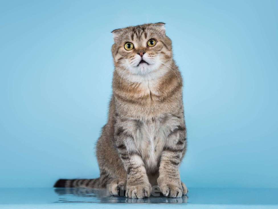 Кошки в Москве: Благородный добряк — кот Сигизмундий Мальчик, Бесплатно - фото 5