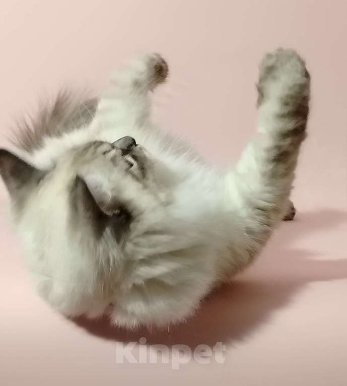 Кошки в Астрахани: Котята от чемпиона мира по системе wcf Мальчик, Бесплатно - фото 6