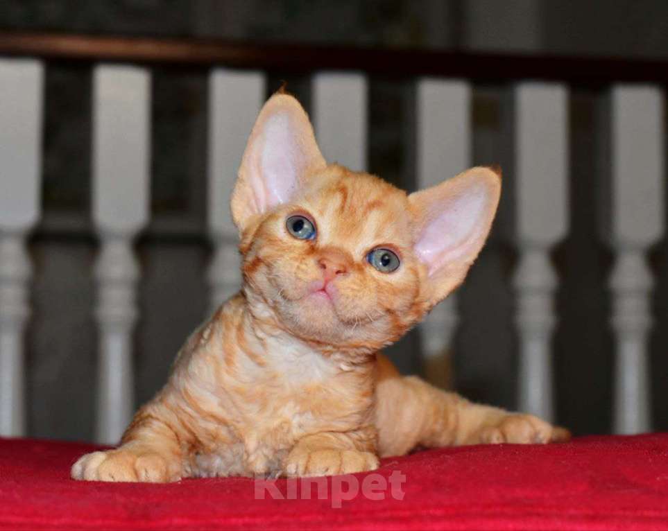 Кошки в Москве: Красный мальчик в шикарной шубе Мальчик, 70 000 руб. - фото 3