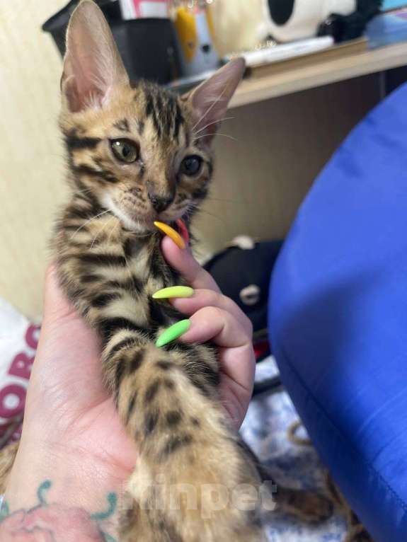 Кошки в Санкт-Петербурге: Желтик Мальчик, 16 000 руб. - фото 2