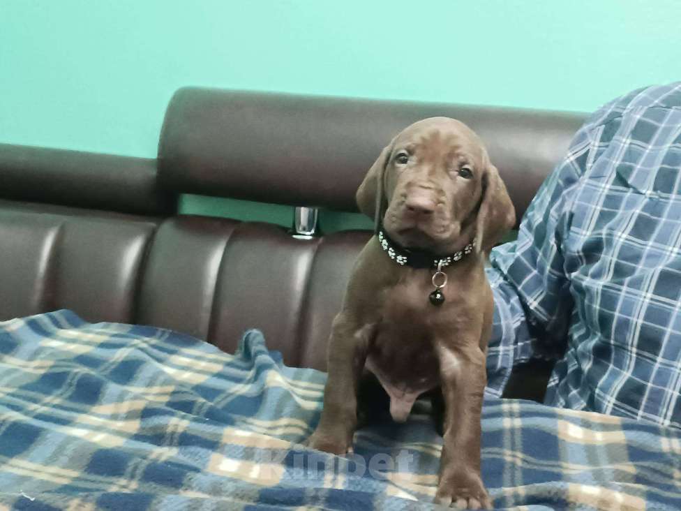 Собаки в Кореновске: Щенки породы курцхаар IZ DIZERLAND Девочка, 95 000 руб. - фото 7