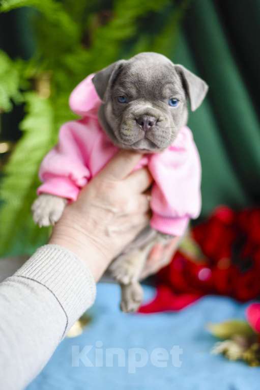 Собаки в Москве: мальчик лилово-подпалый французкий бульдог Мальчик, 90 000 руб. - фото 3