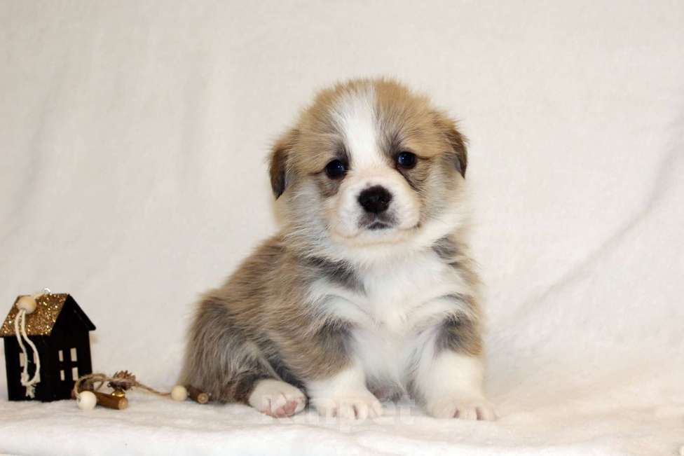 Собаки в Кемерово: Щенки вельш корги пемброк, мальчики Мальчик, 80 000 руб. - фото 9