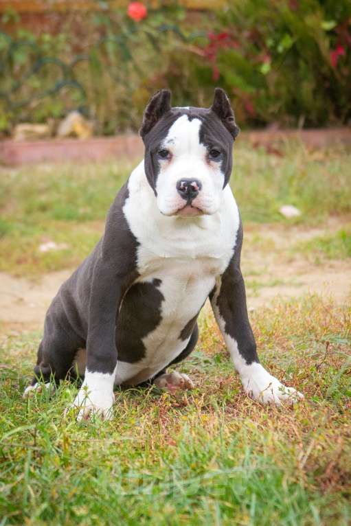 Собаки в других городах Московской области: Американский булли Xl/классик Девочка, 50 000 руб. - фото 6