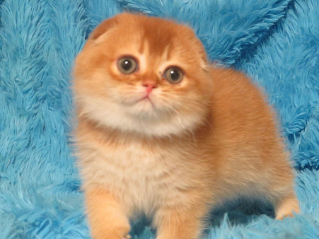 роскошный шотландский котенок -мальчик