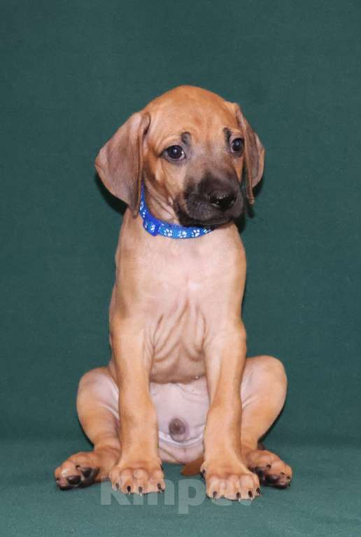 Собаки в Москве: Мальчик Родезийского Риджбека  Мальчик, 100 000 руб. - фото 5