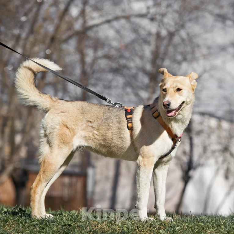 Собаки в Москве: Разноглазая собака в добрые руки Девочка, Бесплатно - фото 3