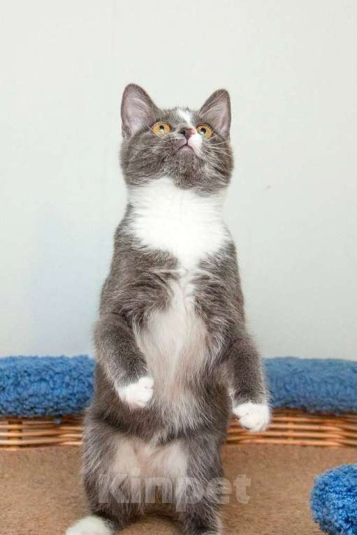 Кошки в Москве: Кошечка в платиновой шубке Диора в добрые руки Девочка, Бесплатно - фото 5