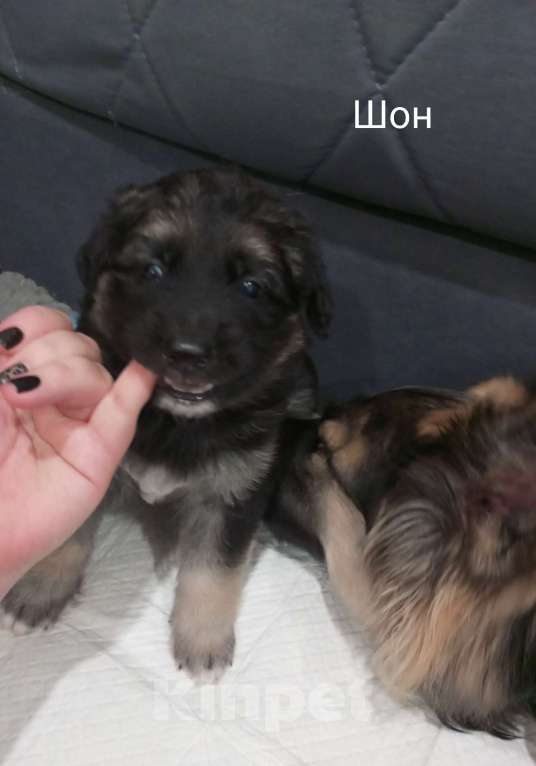 Собаки в Москве: Щенок в добрые руки Мальчик, Бесплатно - фото 4