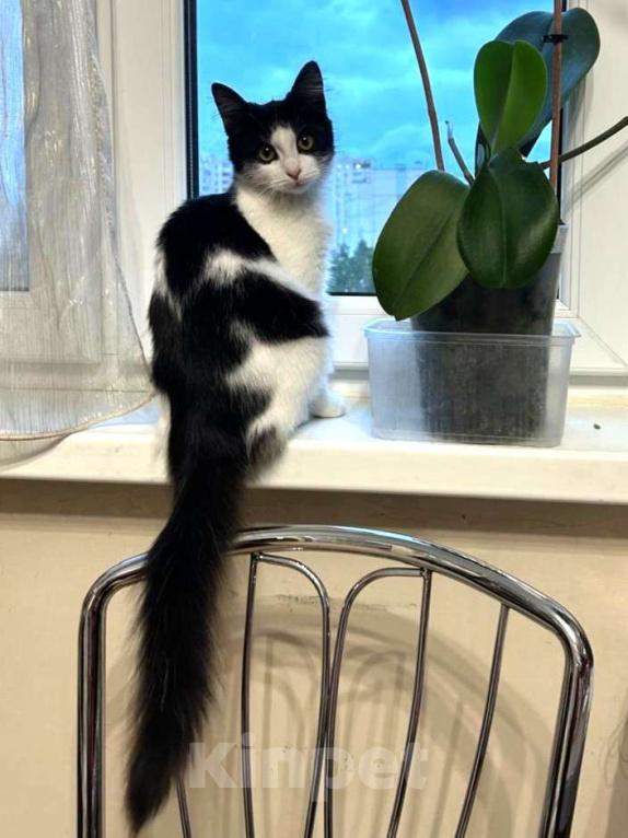 Кошки в Москве: Котёночка  Девочка, Бесплатно - фото 3