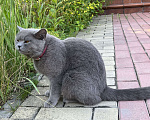 Кошки в Долгопрудном: Потерялась кошка  Девочка, 1 руб. - фото 1
