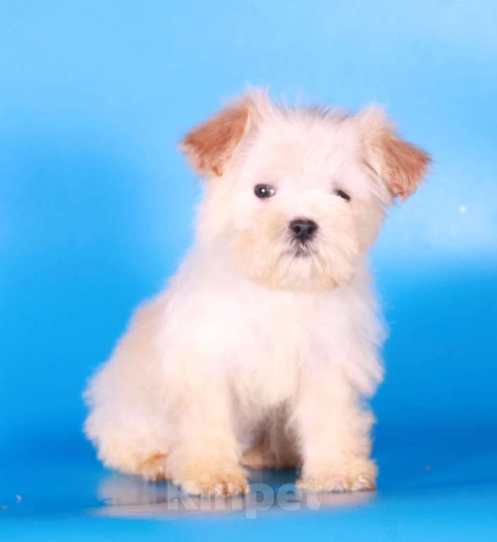 Собаки в Москве: мальтипу мини девочки бэби фейс Девочка, 130 000 руб. - фото 2