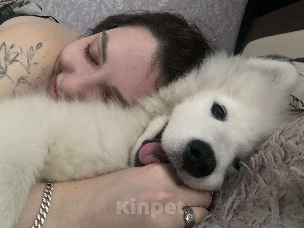 Собаки в Новосибирске: Продам малышку самоедку Девочка, 20 000 руб. - фото 3