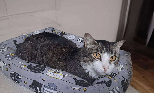 Мия ищет дом