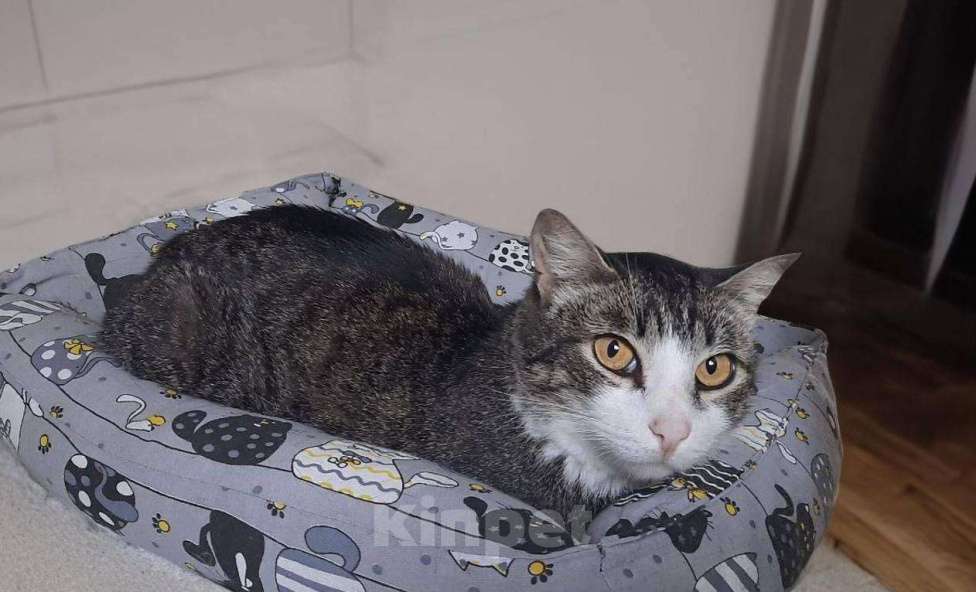 Кошки в Москве: Мия ищет дом Девочка, Бесплатно - фото 1