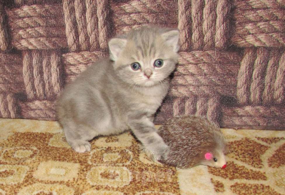 Кошки в Санкт-Петербурге: для бронирования кошечка Девочка, 25 000 руб. - фото 3