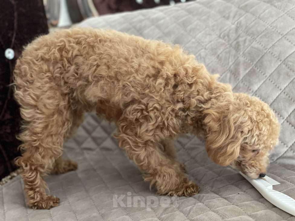 Собаки в Краснодаре: Девочка той-пудель мини Девочка, 120 000 руб. - фото 4