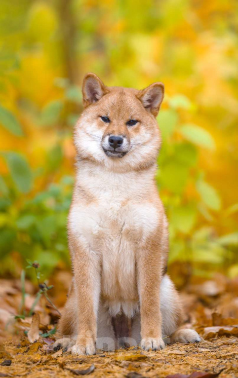 Собаки в Москве: Рыжая сибочка девочка Девочка, 50 000 руб. - фото 1