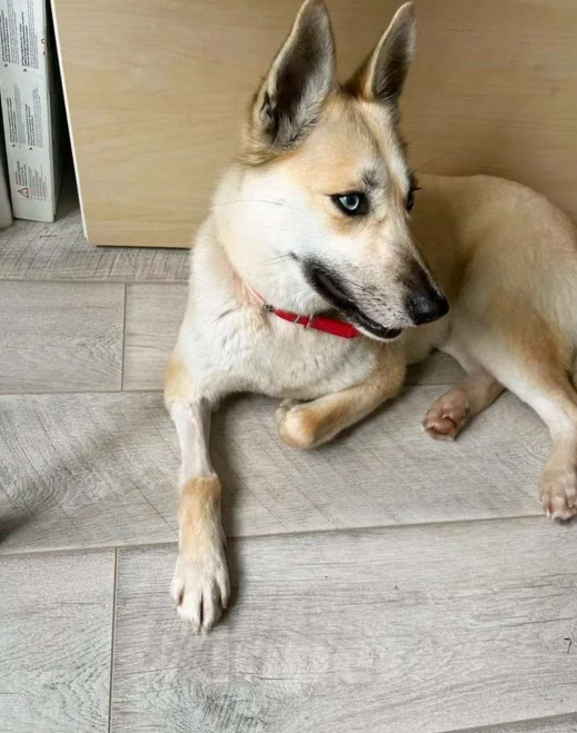 Собаки в других городах Московской области: Собака в добрые руки Девочка, Бесплатно - фото 3